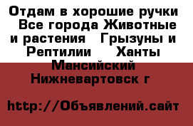 Отдам в хорошие ручки - Все города Животные и растения » Грызуны и Рептилии   . Ханты-Мансийский,Нижневартовск г.